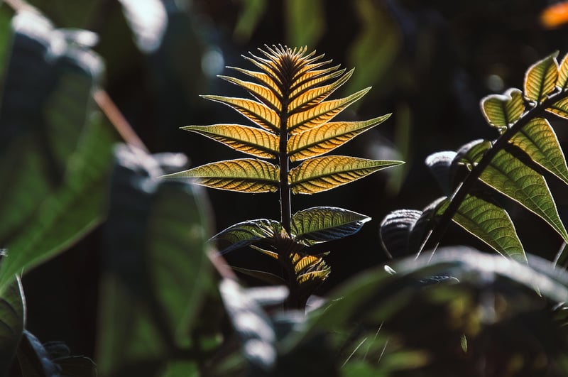 Green Leaves